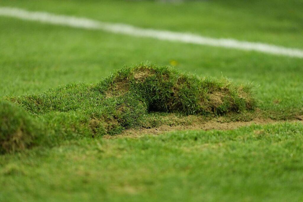 Rasen Allianz Arena
